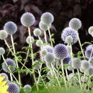Caring for Southern Globethistle