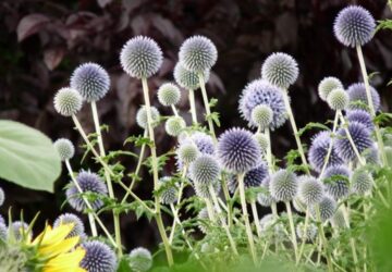 Caring for Southern Globethistle