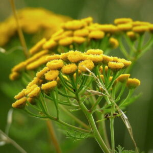 Golden Buttons: Using Tansy for Natural Garden Protection