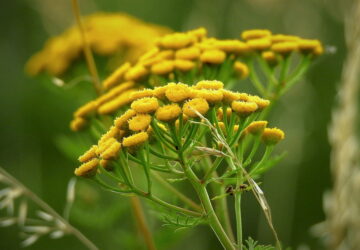 Golden Buttons: Using Tansy for Natural Garden Protection