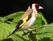 Goldfinch Nesting in Your Backyard