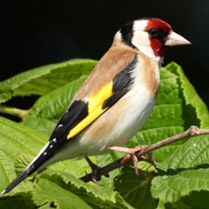 Goldfinch Nesting in Your Backyard