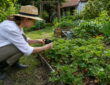 Five Smart Ways Google Search Can Help You in the Garden