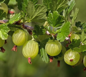 Gooseberries in the Garden – A Compact Fruit with Many Names