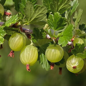 Gooseberries in the Garden – A Compact Fruit with Many Names