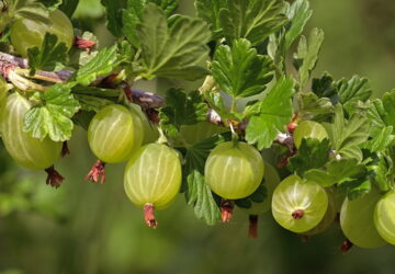 Gooseberries in the Garden – A Compact Fruit with Many Names