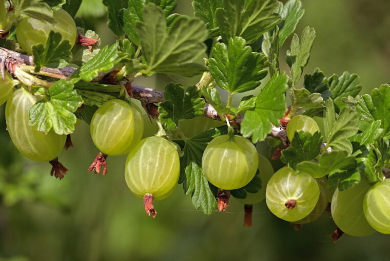 Gooseberries in the Garden – A Compact Fruit with Many Names