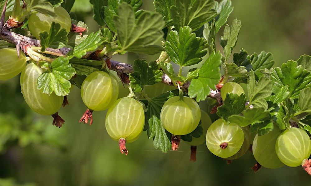 Gooseberries in the Garden – A Compact Fruit with Many Names
