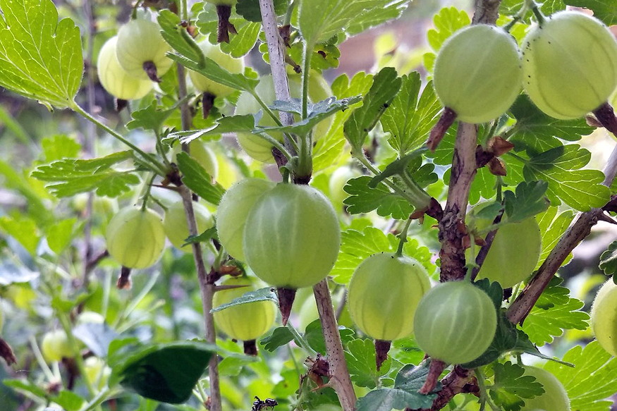 Gooseberries in the Garden – A Compact Fruit with Many Names