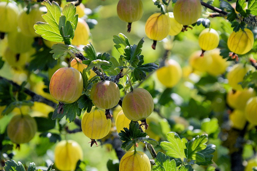 Gooseberries in the Garden – A Compact Fruit with Many Names