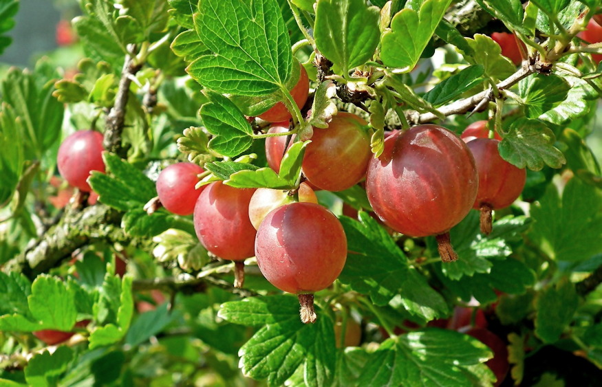 Gooseberries in the Garden – A Compact Fruit with Many Names