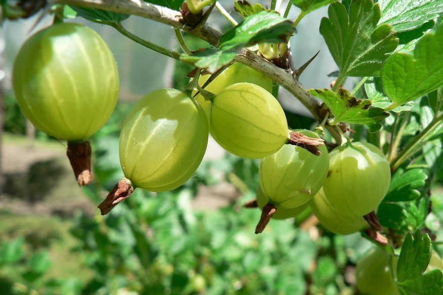 Gooseberries in the Garden – A Compact Fruit with Many Names