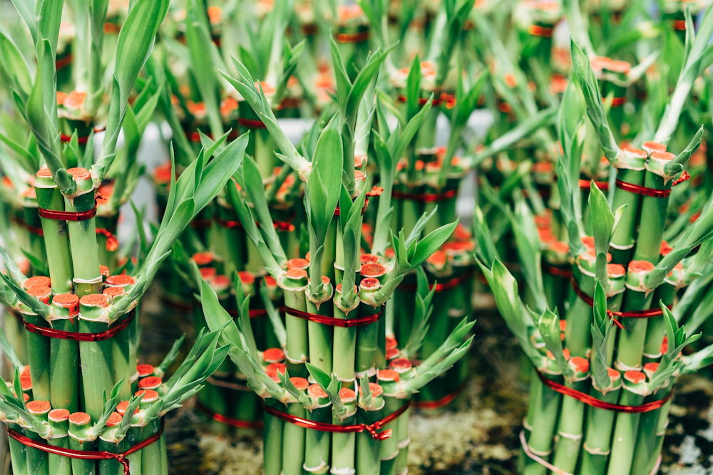 5 Plants Believed to Bring Good Luck in the New Year