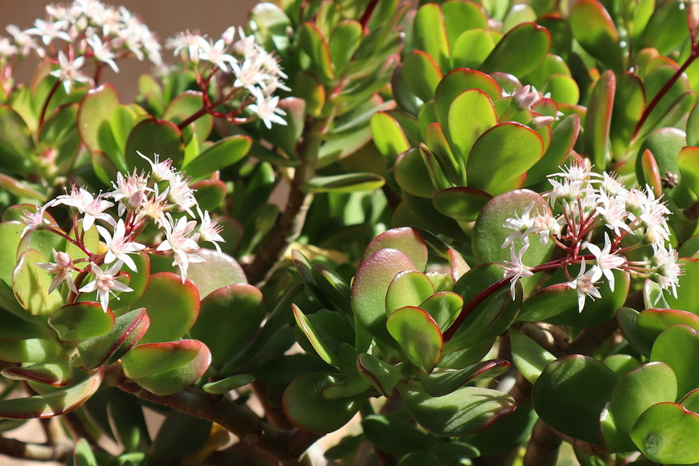 5 Plants Believed to Bring Good Luck in the New Year