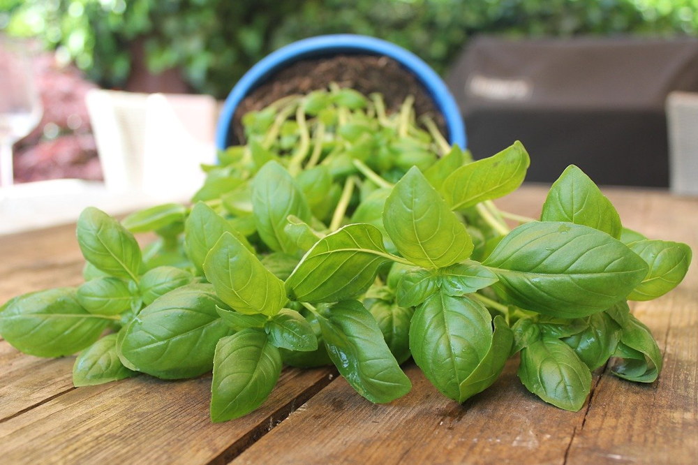 5 Plants Believed to Bring Good Luck in the New Year