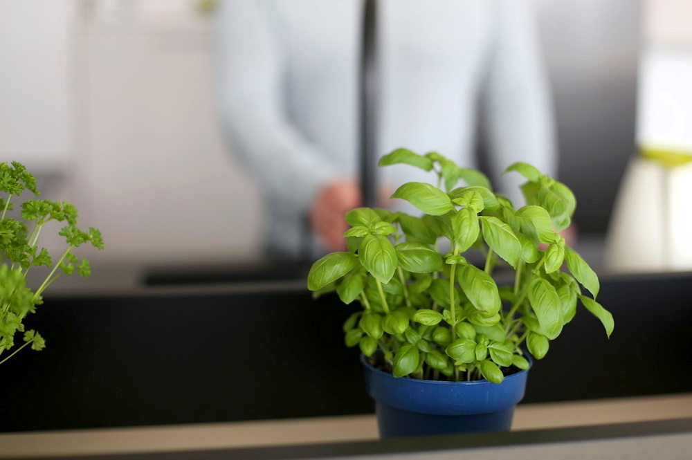 5 Plants Believed to Bring Good Luck in the New Year