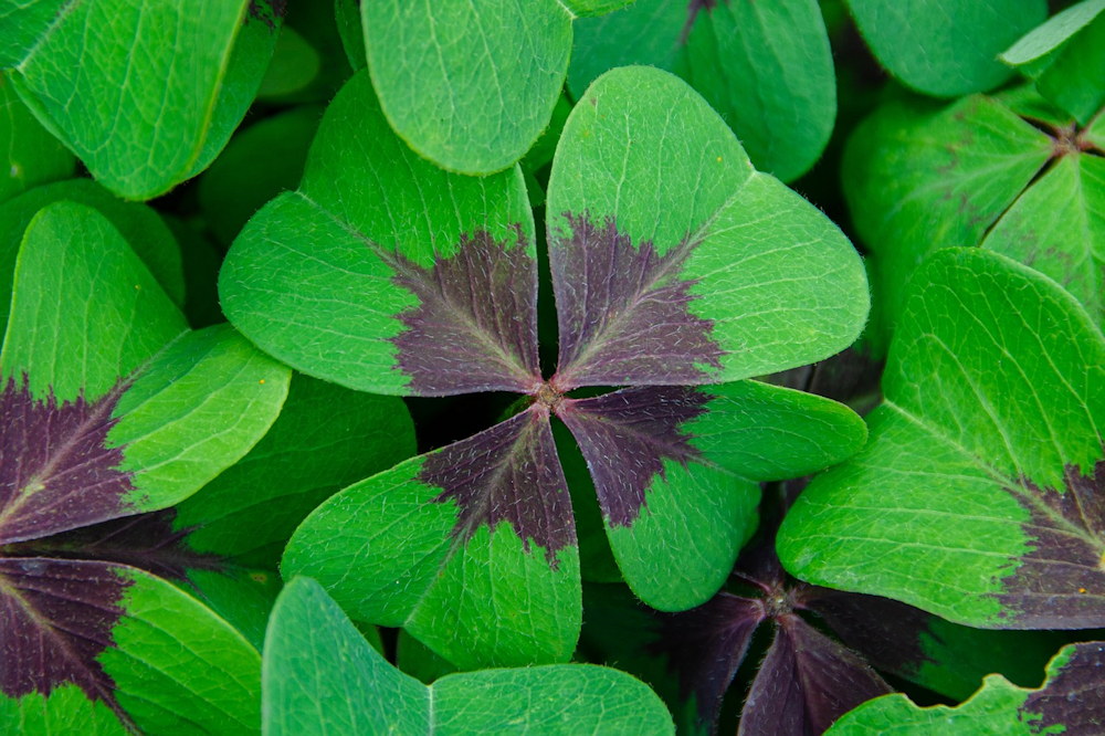 5 Plants Believed to Bring Good Luck in the New Year