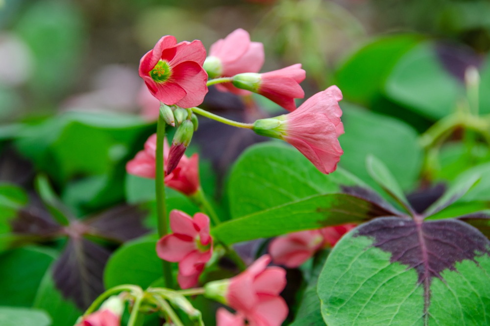 5 Plants Believed to Bring Good Luck in the New Year