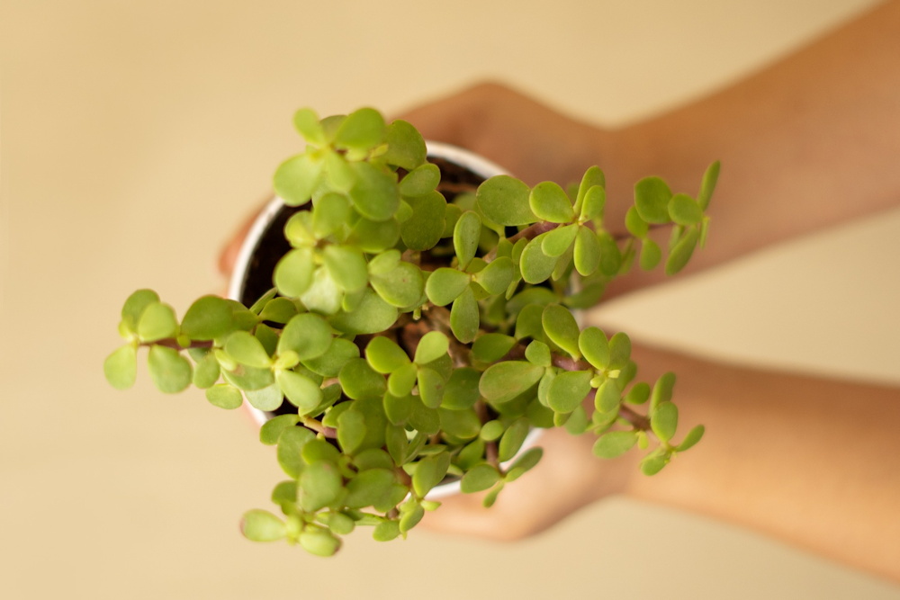 5 Plants Believed to Bring Good Luck in the New Year