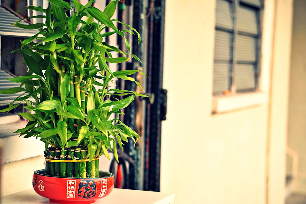 5 Plants Believed to Bring Good Luck in the New Year