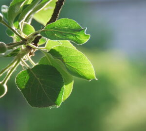Gardening in June: Eco-Friendly Tips