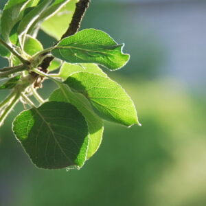 Gardening in June: Eco-Friendly Tips