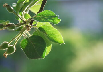 Gardening in June: Eco-Friendly Tips
