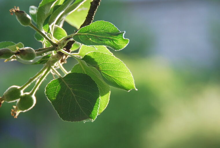 Gardening in June: Eco-Friendly Tips