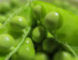 Green Pea Growing Guide