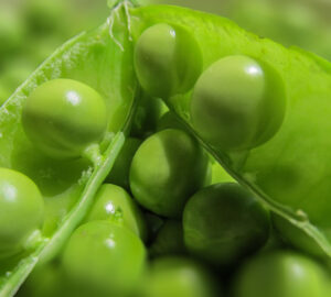 Green Pea Growing Guide