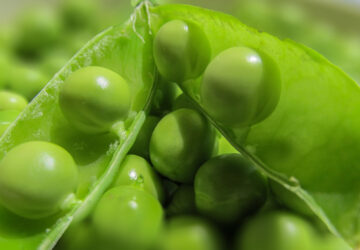 Green Pea Growing Guide