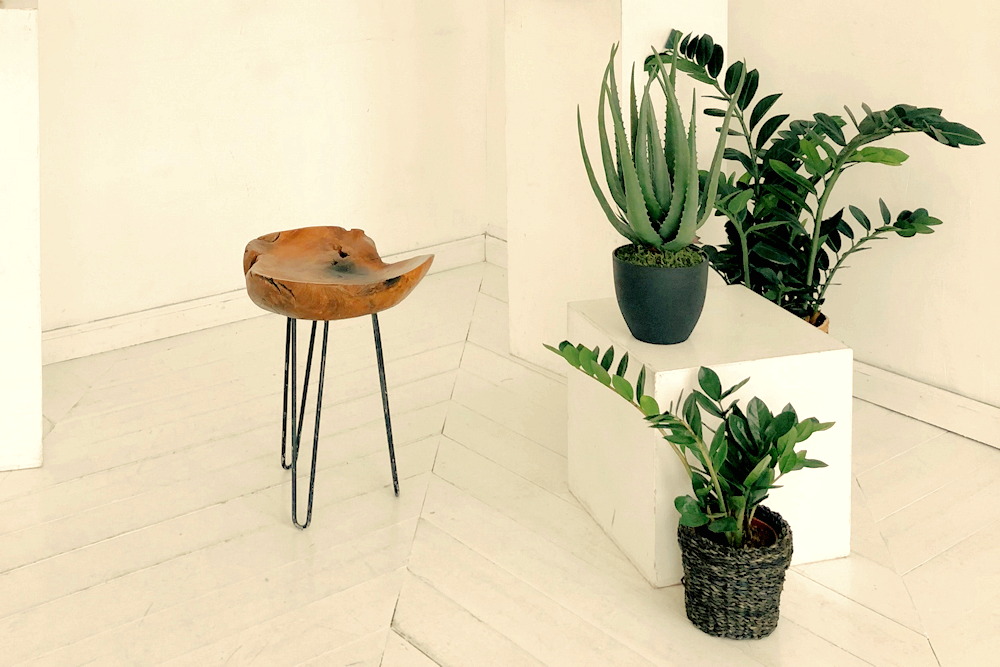 11 Features That Elevate the ZZ Plant Above All Other Houseplants