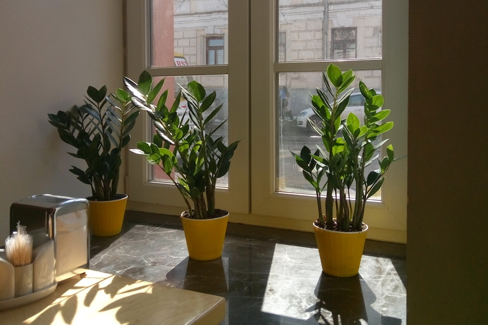 11 Features That Elevate the ZZ Plant Above All Other Houseplants