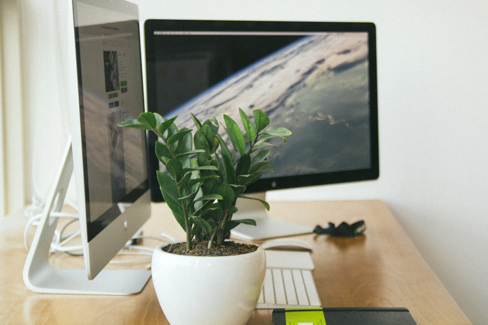 11 Features That Elevate the ZZ Plant Above All Other Houseplants