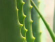 Growing and Caring for Aloe Vera at Home