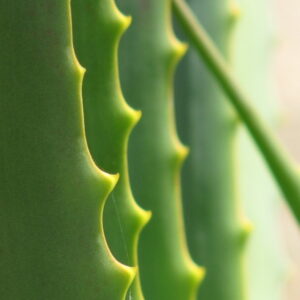 Growing and Caring for Aloe Vera at Home