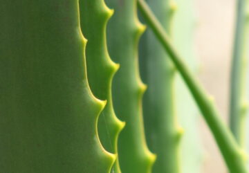 Growing and Caring for Aloe Vera at Home