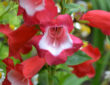Beardtongues: A Guide to Growing Penstemon in Your Garden