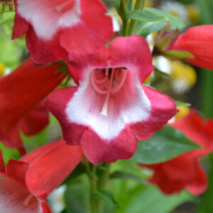 Beardtongues: A Guide to Growing Penstemon in Your Garden