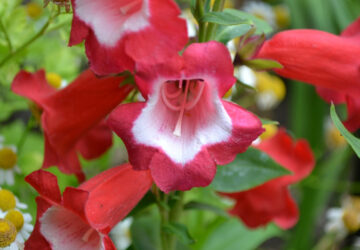 Beardtongues: A Guide to Growing Penstemon in Your Garden