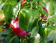Growing Peppers with Care
