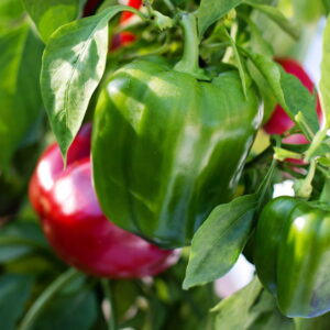 Growing Peppers with Care
