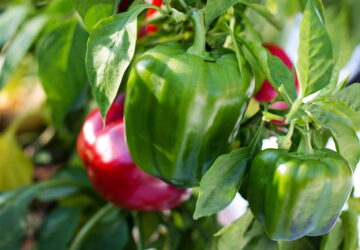 Growing Peppers with Care