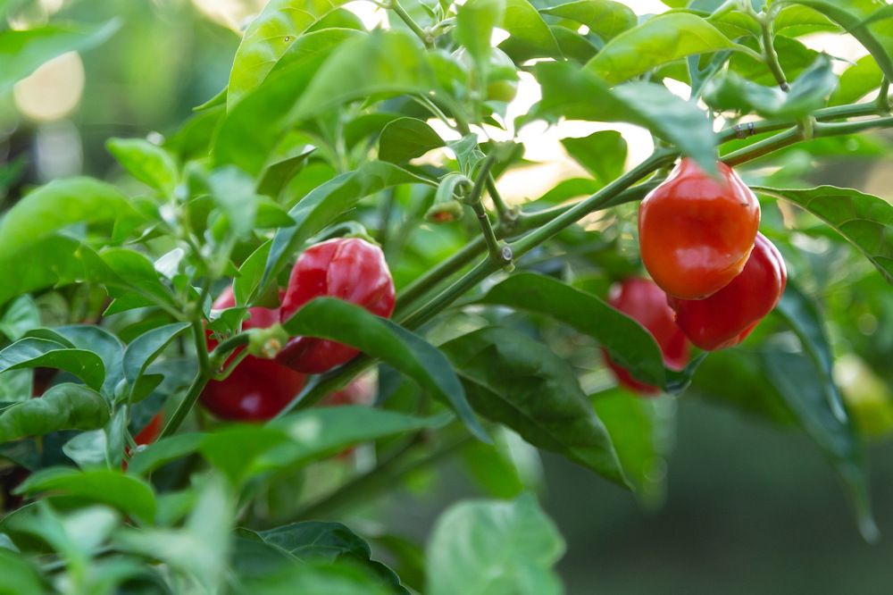 Growing Peppers with Care: A Guide to Cultivation and Harvest – Garden ...