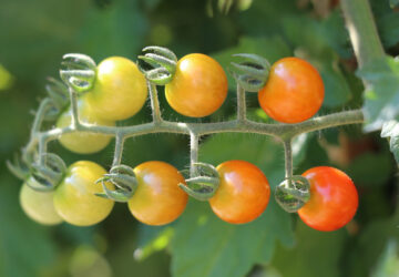 Growing Tomatoes: 12 Essential Tips