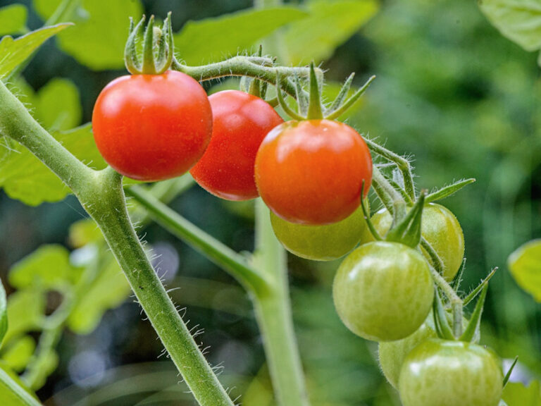 Growing Thriving Tomatoes 12 Essential Tips for Beginner Gardeners to
