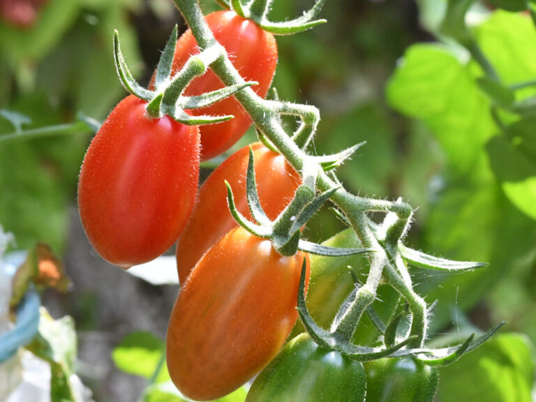 Growing Thriving Tomatoes 12 Essential Tips for Beginner Gardeners to