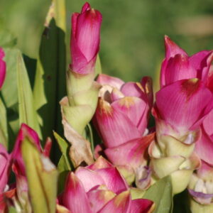 Growing Turmeric as a Houseplant