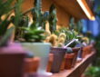 A Guide to Overwintering Potted Cacti