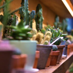A Guide to Overwintering Potted Cacti